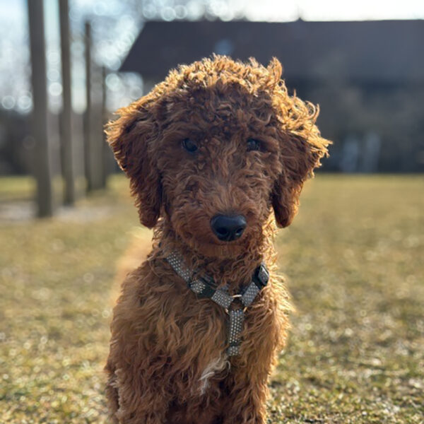 Teddy
